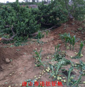 河北唐山赖旺庄暴力违法强拆农民土地