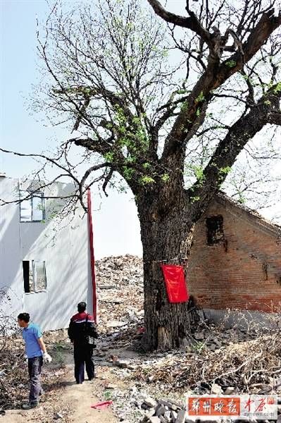 新建小区如果能把这棵600岁国槐留下来